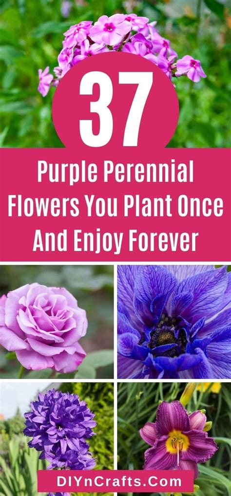 37 Purple Perennial Flowers You Plant Once And Enjoy Forever Purple