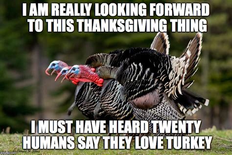 thanksgiving turkey talk imgflip