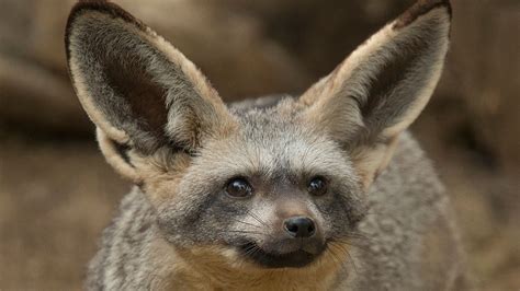 Depending on its species, a bat can weigh as little as.07 ounces. Bat-eared Fox | San Diego Zoo Animals & Plants