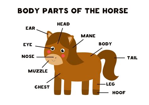 Body Parts Of The Horse Scheme For Children 2069256 Vector Art At