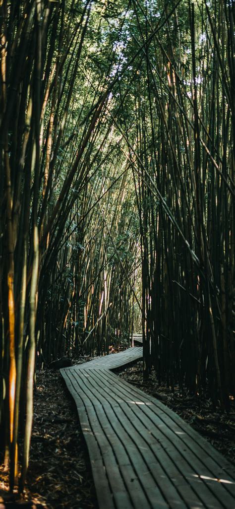 Top 999 Bamboo Iphone Wallpaper Full HD 4K Free To Use