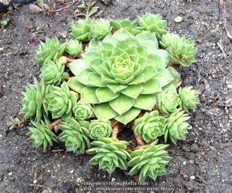 Photo Of The Entire Plant Of Hen And Chicks Sempervivum Pluto
