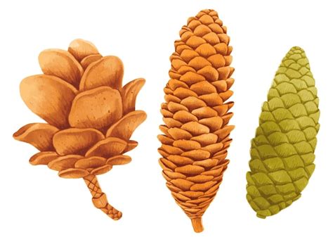 Free Vector Set Of Pine Cone Watercolor Hand Painted Illustrations