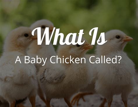 What Is A Baby Chicken Called Baby Chick Guide Craftythinking