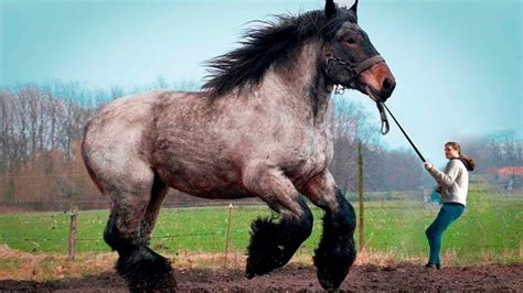 Veja O Que O Maior Cavalo Do Mundo é Capaz De Fazer Beautiful Horses