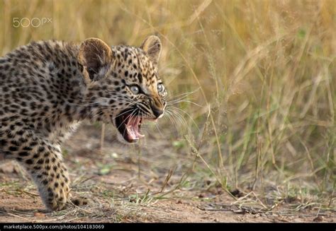Out Of My Way Rudi Hulshof African Wildlife African Animals Leopard