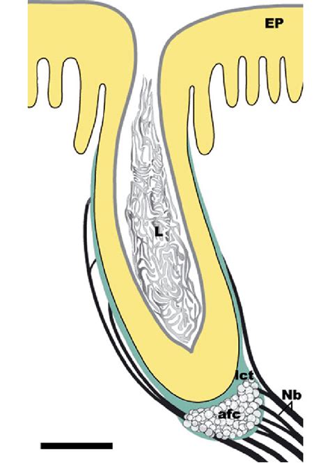 Don't skip them as they are very. Schematic drawing of the structure and innervation of ...
