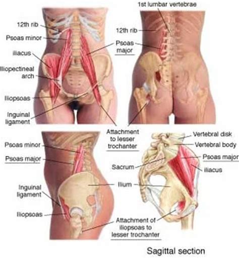 When your left arm drives your upper back and shoulder to the left as you run, this. Print anatomy over stuff for the test ion 2-15-13 ...