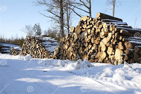 Piles Of Wood In Forest Stock Image Image Of Wood Lumber 13319397