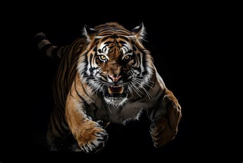 Foto Peligroso Tigre De Bengala Saltando Aislado Sobre Fondo Negro