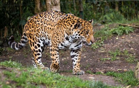 Wallpaper Predator Power Spot Jaguar Walk Wild Cat Zoo Images For