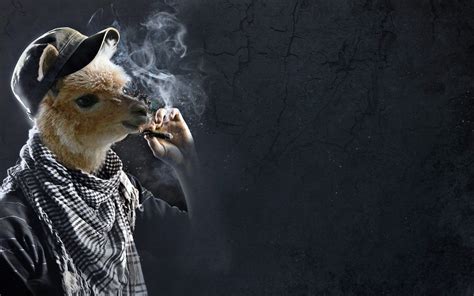 Llama Smoking Funny Wallpapers Hd Desktop And Mobile Backgrounds