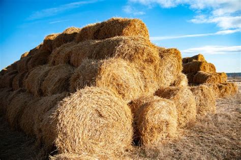 Straw And Hay Bales Neatly Folded Hay For Feeding Animals And Bedding