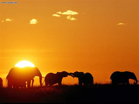 Free Download Nature African Elephants Masaai Mara Kenya Africa