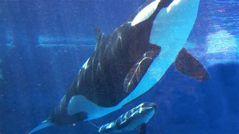 Seaworld To End Controversial Orca Shows And Breeding