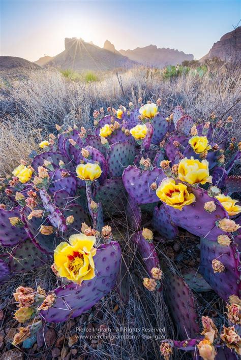 A Rare Spring Time Sight In The Desert Blooming Purple Prickly Pear