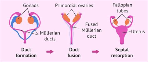 Development Of The Female Reproductive System
