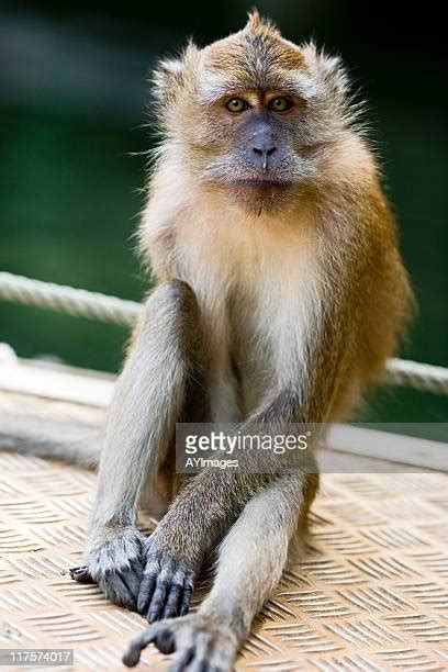 Cynomolgus Monkey Photos Et Images De Collection Getty Images