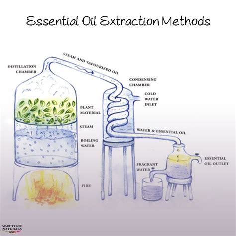 How Are Essential Oils Created Mary Tylor Naturals