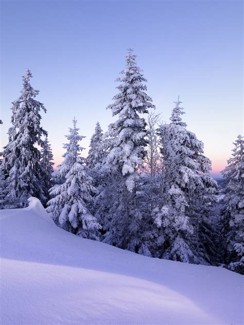 Winter Wallpaper 4k Snow Pine Trees Evening Cold Switzerland