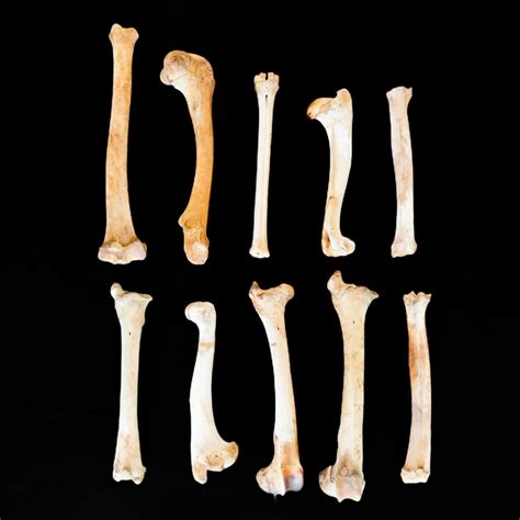 Deer Leg Bones 5 Count Cleaned Ethically Sourced Etsy