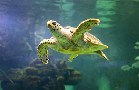 Beautiful Sea Turtle Close Up Of A Swims In An Aquarium Of The