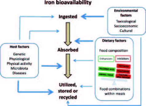 iron bioavailability download scientific diagram