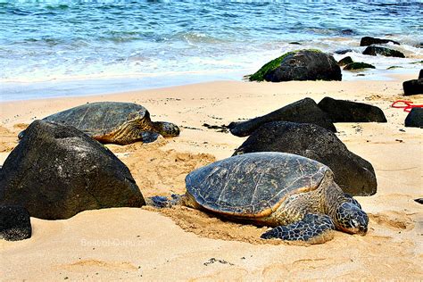 Laniakea Beach Also Known As Turtle Beach