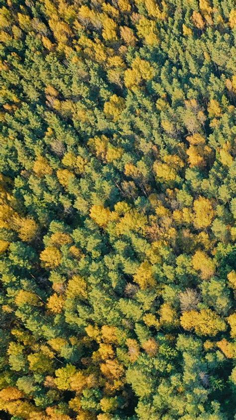 Download Wallpaper 540x960 Forest Trees Green Nature Aerial View