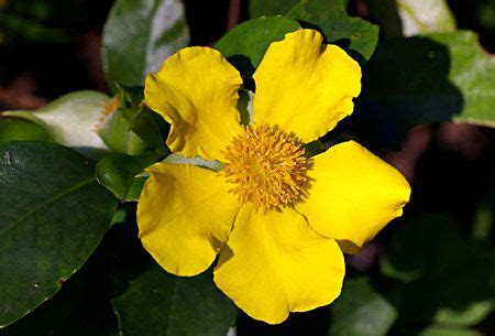 The plant hub range of hardy australian native and ornamental groundcover plants will look at home in any garden style. Snake Vine (Hibernia scandens) is a vigorous, hardy native ...