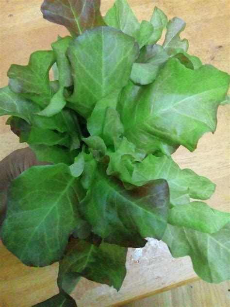 Penyiapan bibit dalam budidaya ubi jalar bisa dilakukan dengan dua cara, yakni cara generatif dan vegetatif. Cara Tanam Salad Subur Dalam Pasu Hidropot Dari Bekas ...