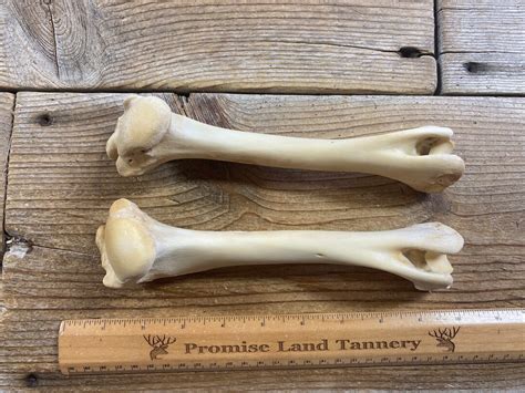Pair Of Deer Leg Bones Humerus Bone Lot No 220714 R Etsy
