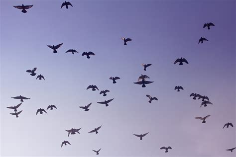 Low Angle Photography Of Flock Of Bird Flying Network Of