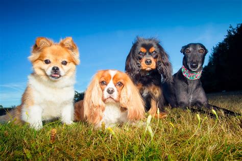 Group of puppies stock photos (total results: Tips and Tricks for Photographing Groups of Dogs | Fstoppers