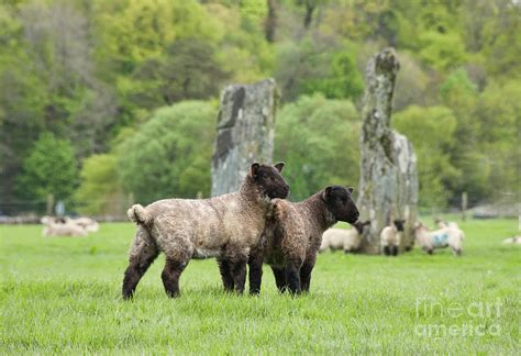 Scottish Sheep Photograph By Juli Scalzi