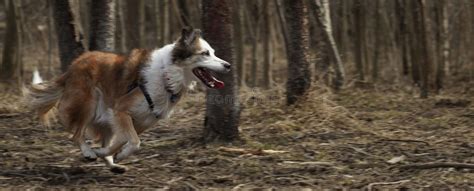 Panoramic View Of A Lassie Dog Running In The Woods Stock Image Image