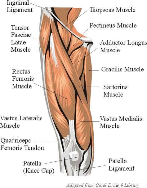 Learn about thigh muscles human anatomy with free interactive flashcards. Skeletal Muscle Review