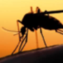 Hastalık kontrol merkezine göre, batı nil virüsü enfeksiyonu ılıman bölgelerde mevsimseldir. Düzen Sağlık Grubu Elektronik Bülten - Batı Nil Virüsü ...