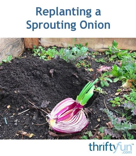 Keep your onions flavorful with these pro storage tips. Planting a Sprouting Onion | Growing onions, Grow red ...