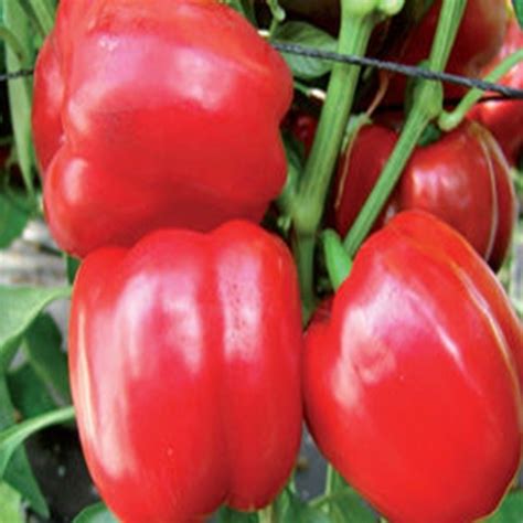 Sweet Pepper F1 Paradise Vegetable Seed Pepper Seeds