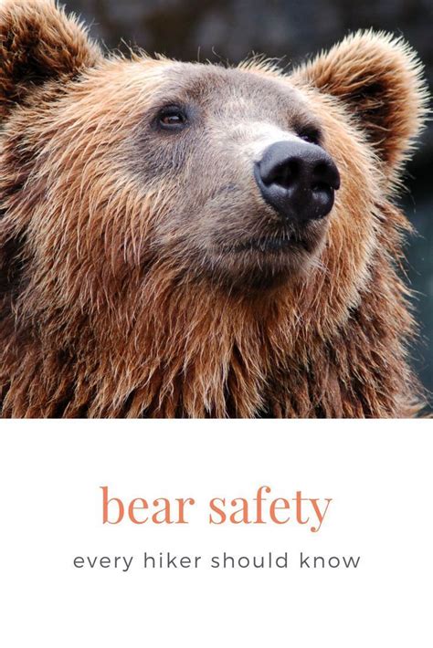 Bear Safety Tips Every Hiker Should Know Bear Safety Camping Safety