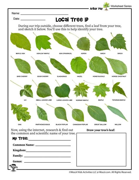 Tree Identification Worksheet Woo Jr Kids Activities Tree