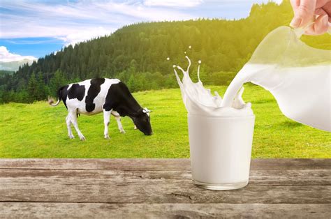 Drinking Cows Milk During Adolescence Increases Prostate Cancer Risk