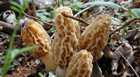 Mid Missouri Morels And Mushrooms If The Morels Wont Come To You Go