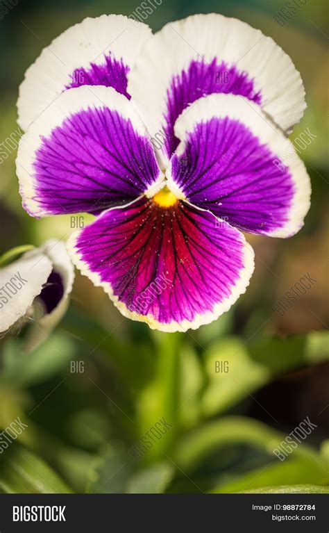 Purple Viola Tricolor Image And Photo Free Trial Bigstock
