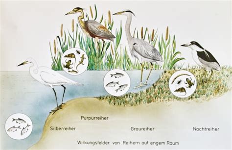 View 28 Freshwater Marsh Food Web Learngodcolor