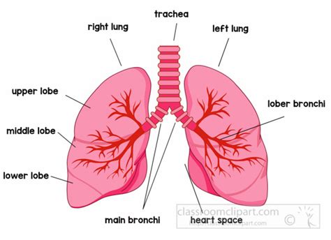 Anatomy Clipart Anatomy Lungs Labeled Clipart Classroom Clipart