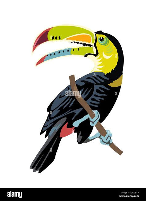 Toucan Cartoon Vector Realistic Isolated On White Stock Vector Image
