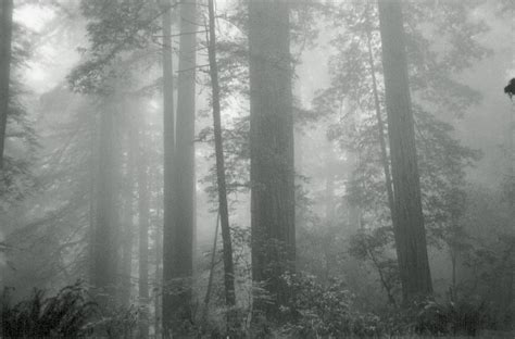 Redwood Forest In Heavy Fog Pics4learning