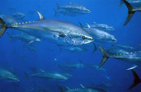 Wwf Criticises Msc Decision To Certify Eastern Atlantic Bluefin Tuna